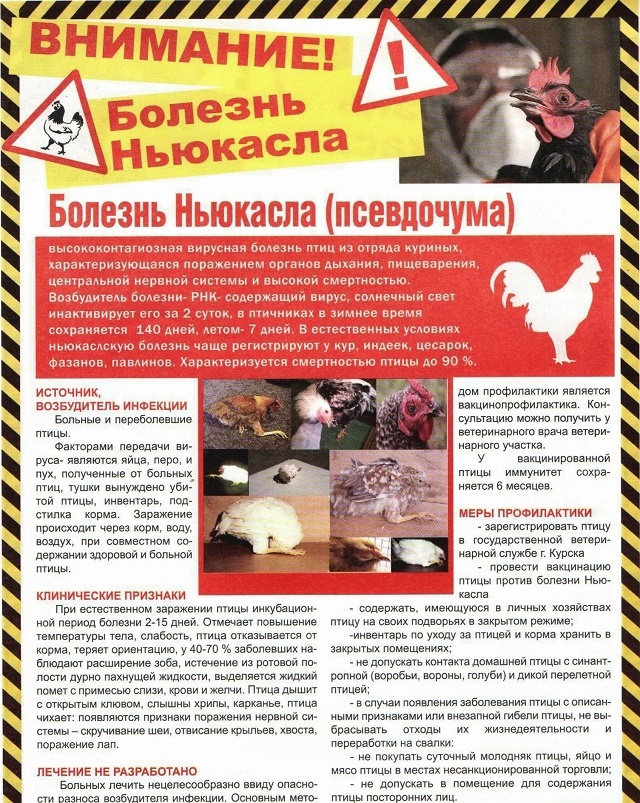 Болезнь НЬЮКАСЛА